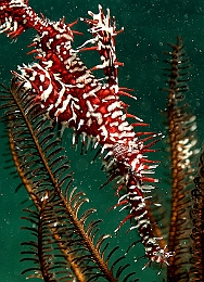 Sipadan_2015_Poisson fantome arlequin_Solenostomus paradoxus_IMG_2871_rc